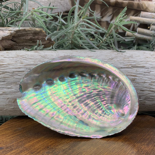 Smudge: Abalone Shell