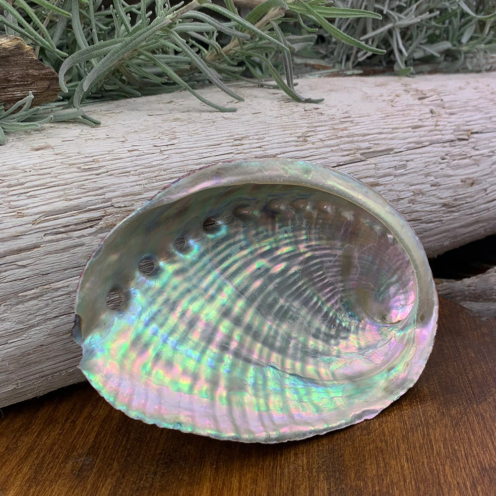 Smudge: Abalone Shell
