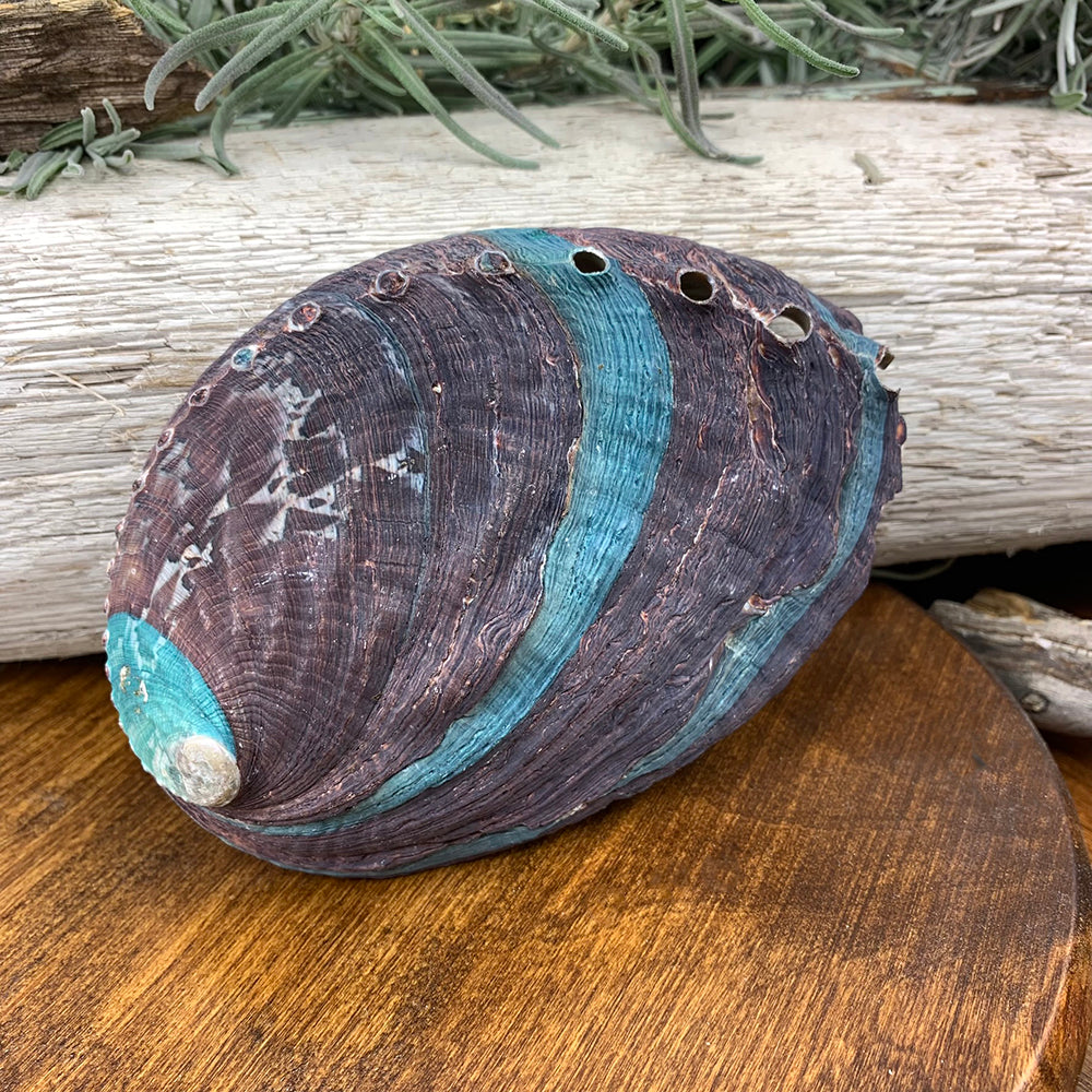 Smudge: Abalone Shell